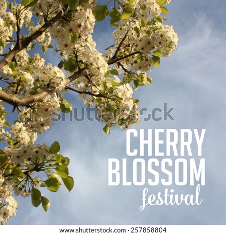 Spring cherry blossom festival Background royalty free stock photo for greeting card, ad, promotion, poster, flier, blog, article, social media, marketing, florist, garden center, gardening, nursery