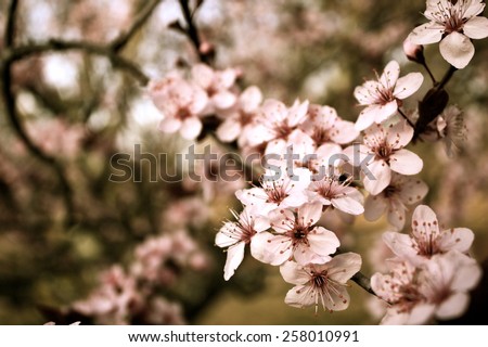 Spring cherry blossom Background royalty free stock photo for greeting card, ad, promotion, poster, flier, blog, article, social media, marketing