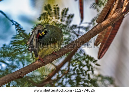 Beautiful small Bird Coppersmith Barbet perched branch scratching cleaning feathers