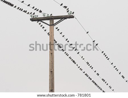 Birds on the line 2