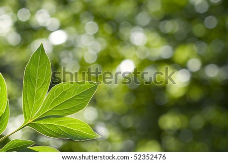 Beautiful green leaves on green and white and green  background