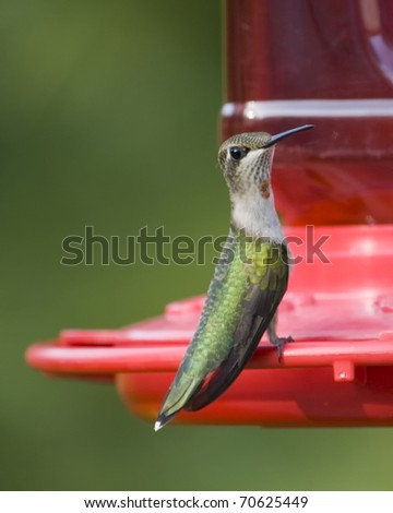 Hummingbird With Red Dot On Throat Drinking From Feeder Stock Photo ...