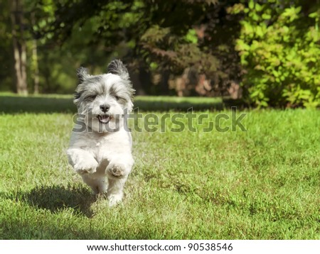 Happy dog with floppy ears running fast