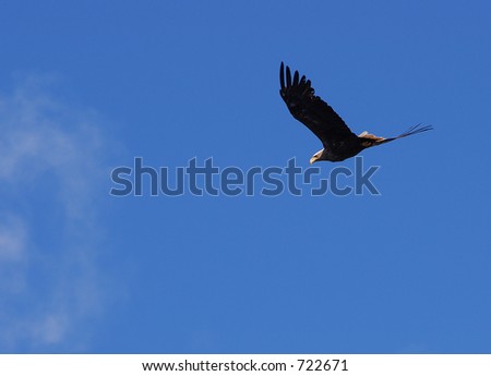 Eagle flying high
