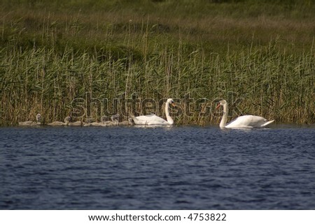 Signets and swan parents, west of Ireland