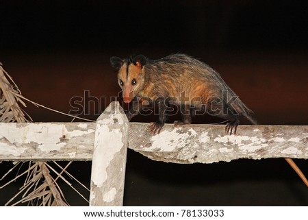 Common opossum in the night on a fence