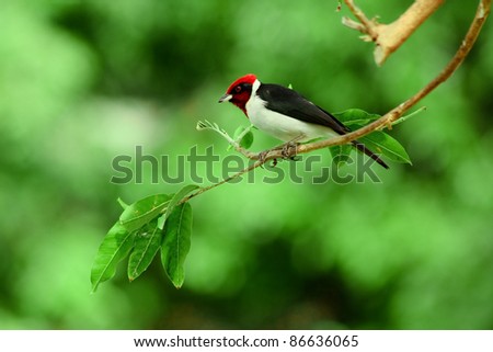 Red-capped Cardinal sitting on a branch