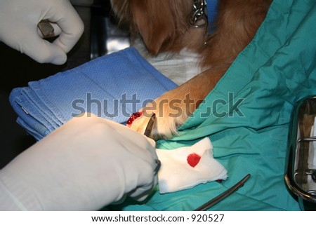 surgery on dog paw