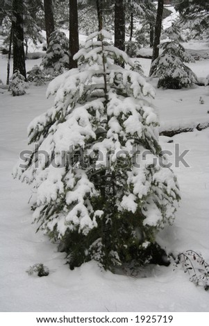 young tree suffering through winter storm