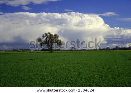lone valley oak in clearing storm in field of alfalfa in kings county california