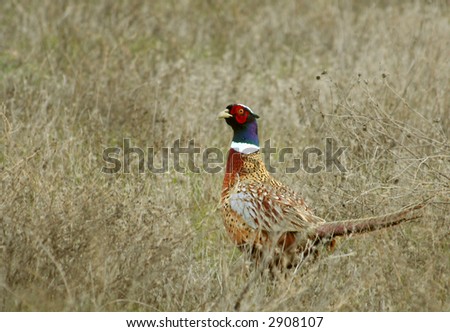 pheasant in brush