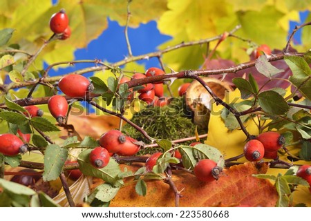 Autumn colors, bright autumn leaves and red berries of wild rose .