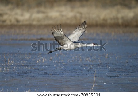 Sand Hill Crane flying over water surface
