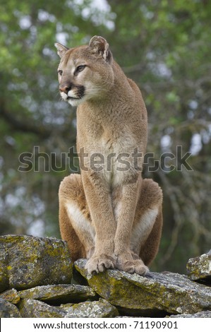 Mountain Lion on moss covered rocks during spring time