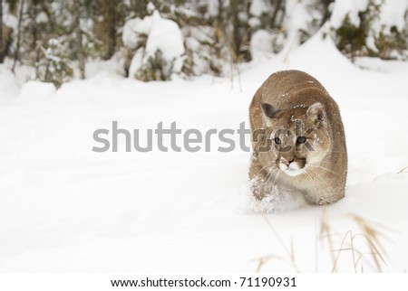 Mountain Lion in deep snow during winter time