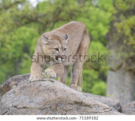 Mountain Lion on rocks during spring time