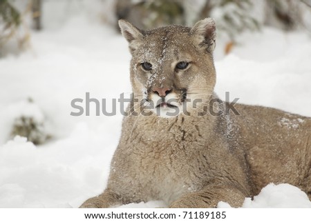 Portrait of Mountain Lion in winter snow during winter time