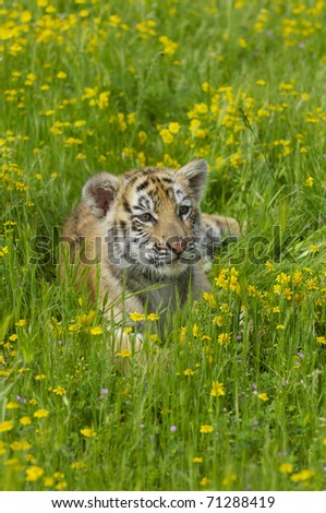 Tiger cub in deep grass and yellow flowers