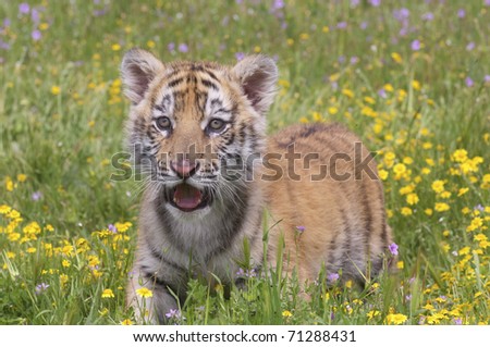 Tiger cub in yellow flowers with open mouth