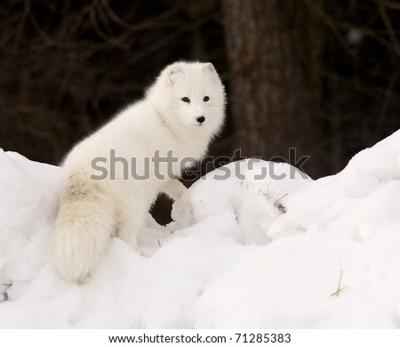 Arctic Fox in deep snow