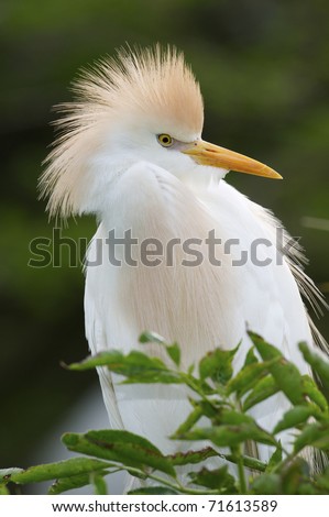 Cattle Egret, Bubulcus ibis, with breeding colors on nest with green background