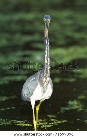 Tricolor Heron, Egretta tricolor, at edge of water with neck stretched long