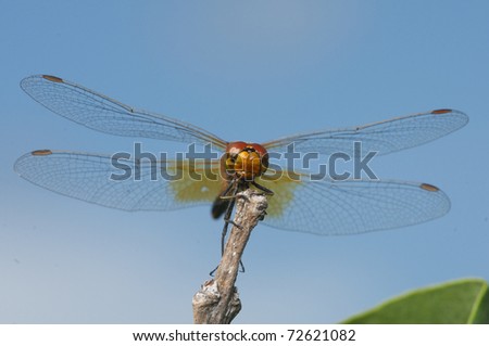 Damselfly or Dragonfly on stem of plant with blue sky background