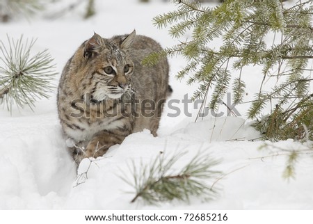 Bobcat in deep white snow walking out of pine tree forest