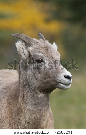 Female Big Horn Sheep portrait with colorful background and green grass