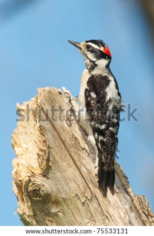 Downy Woodpecker, Eudocimus albus, on tree looking for bugs