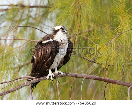 Osprey on pine tree branch with pine tree needle background