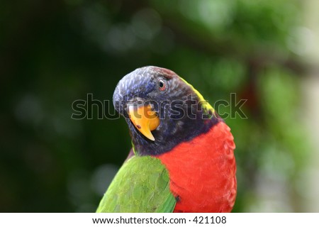 Close up of a colorful parrot with head cocked to one side