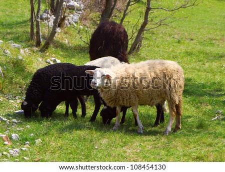 White sheep in group of black sheeps