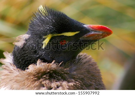 Headshot of Rockhopper penguin. This is young penguin still have young feathers and head is with adult feathers.