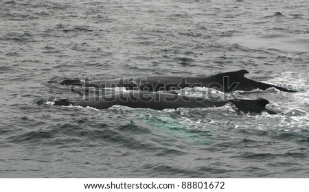 Two humpback whales swimming together