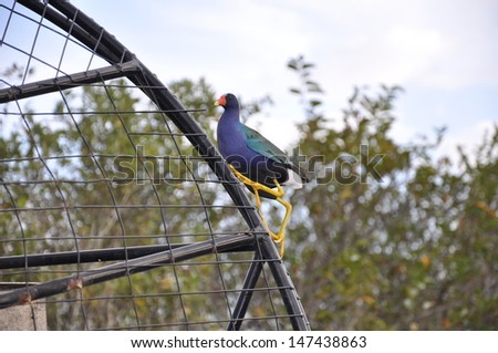 An American Purple Gallinule (Porphyrio martinicus) climbing on an air boat on the Florida Everglades