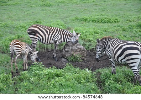 Plains Zebras using a rock as a scratching post in Ngorogoro Crater, Tanzania.