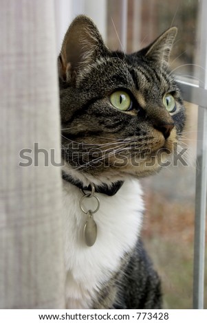 Grey Tabby Cat Sitting in Window Behind Curtain