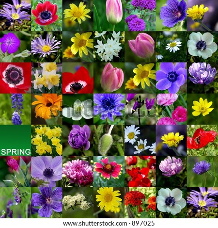 Colorful Spring Collage - Flower Collection - See More In My Gallery ...