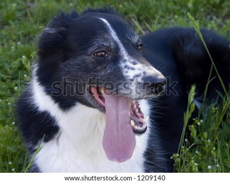 Tired Dog with Tongue Hanging Out Laying in the Grass