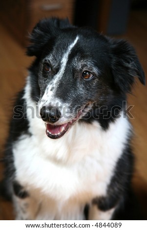 Border Collie Dog Looking to Left of Frame