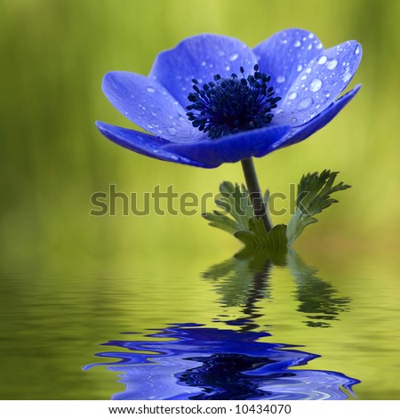 Blue Anemone Flower Reflecting in Water
