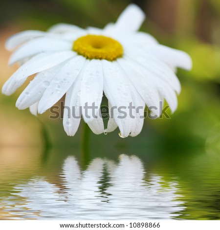 Daisy Macro with Drops of Water on Petals Reflecting in Water