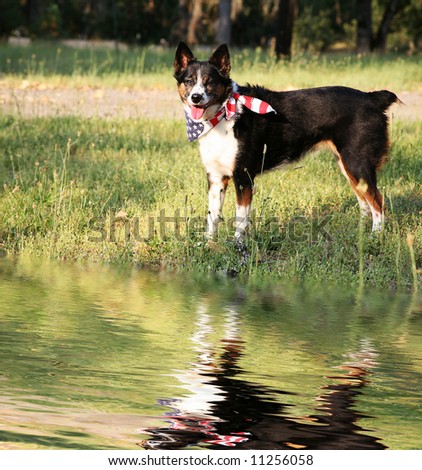 Dog with Flag Bandanna Standing Near Water with Reflection