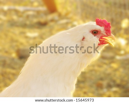 Live 2 Month Old White Rooster Crowing