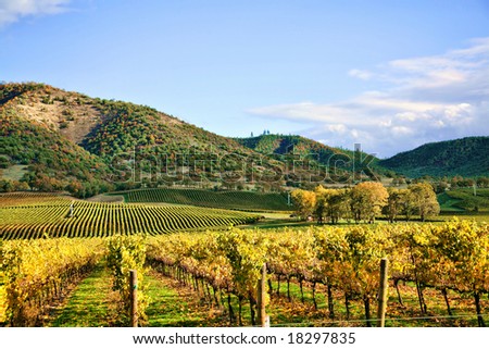 Autumn Vineyard - Rows of Grapevines in Fall