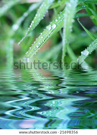 Water Beads on Blades of Grass Reflecting in Water