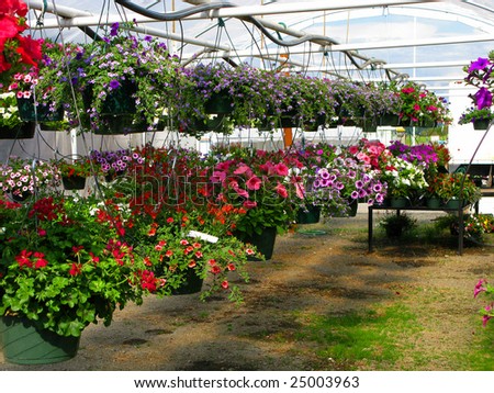 Greenhouse Nursery - Colorful Large Hanging Flower Plants