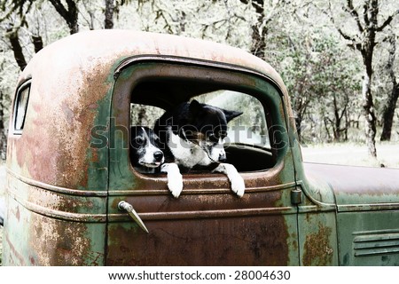 Two Black and White Dogs in an old Truck
