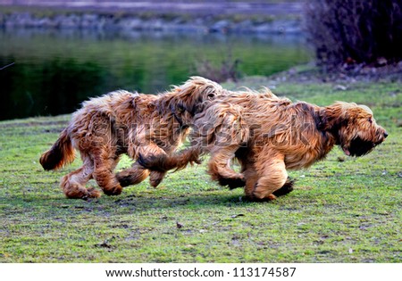 Two funny dogs frolicking in the park